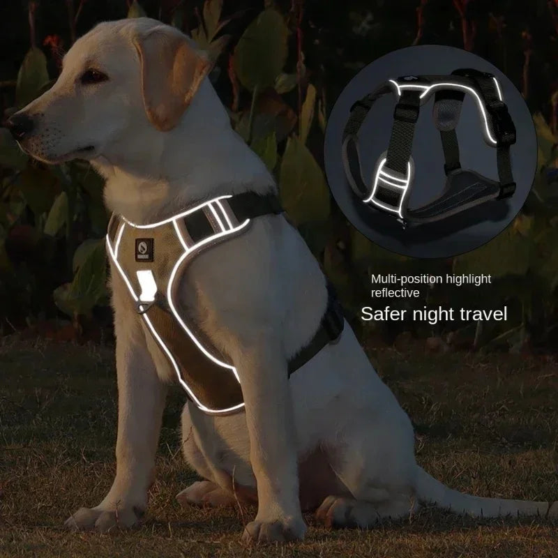 Chien portant un harnais anti-traction kaki lors d'une balade en soirée