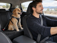 Golden retriever sur la banquette arrière, relié par une ceinture voiture à la boucle du siège