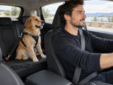 Golden retriever sur la banquette arrière, relié par une ceinture voiture à la boucle du siège