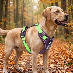 Chien beige portant un harnais anti-traction renforcé violet et vert dans un bois