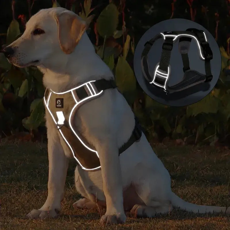 Chien portant le harnais kaki la nuit, bandes réfléchissantes qui renvoient la lumière