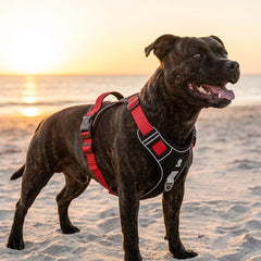 Chien portant un harnais anti-traction renforcé noir et rouge sur une plage