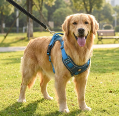 Golden retriever portant un harnais anti-traction renforcé bleu dans un parc