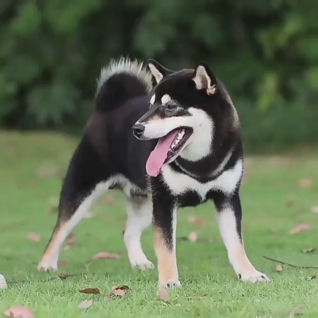 Vidéo du harnais anti-traction renforcé SAFYDOG™ pour chien qui tire