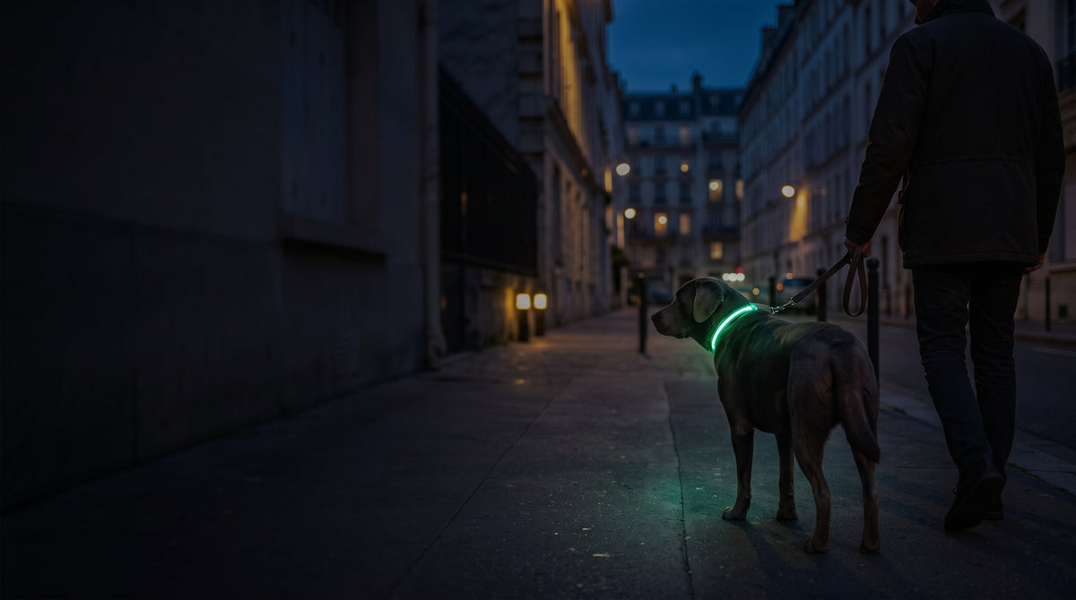 Chien portant un collier lumineux vert lors d’une promenade en ville à la tombée de la nuit, tenu en laisse par son maître