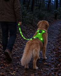 Illustration d’une promenade : chien et maître vus de dos avec harnais et laisse LED verts