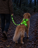 Illustration d’une promenade : chien et maître vus de dos avec harnais et laisse LED verts