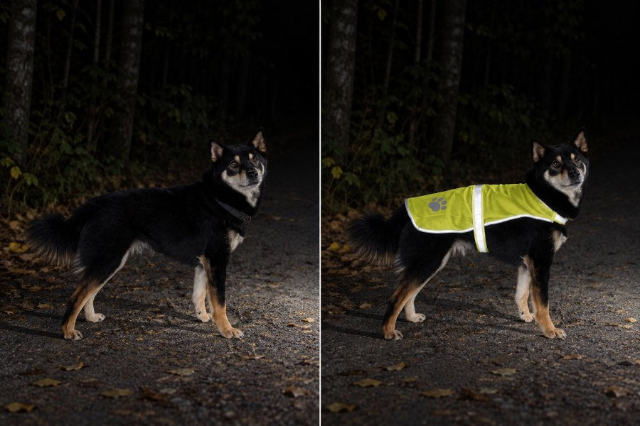Illustration reconstituée : chien de nuit sur un chemin éclairé par une lumière extérieure, sans gilet