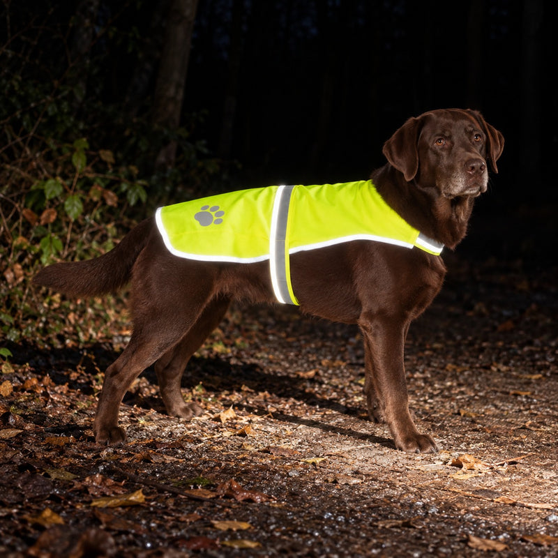 Illustration nocturne d’un labrador portant le gilet jaune, éclairé par une source extérieure.