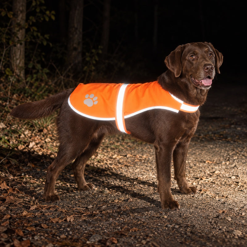 Illustration nocturne d’un labrador portant le gilet orange, éclairé par une source extérieure.