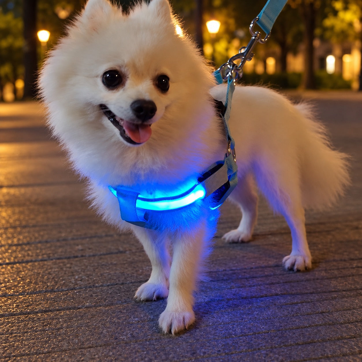 Harnais LED réglable bleu porté par un chien en promenade ; laisse non incluse
